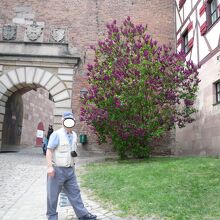 皇帝城城門前の紫の大きなライラック