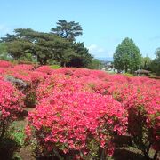 見頃前の小室山公園つつじ祭りに行きました