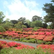 小室山公園つつじ園、きれいでした。