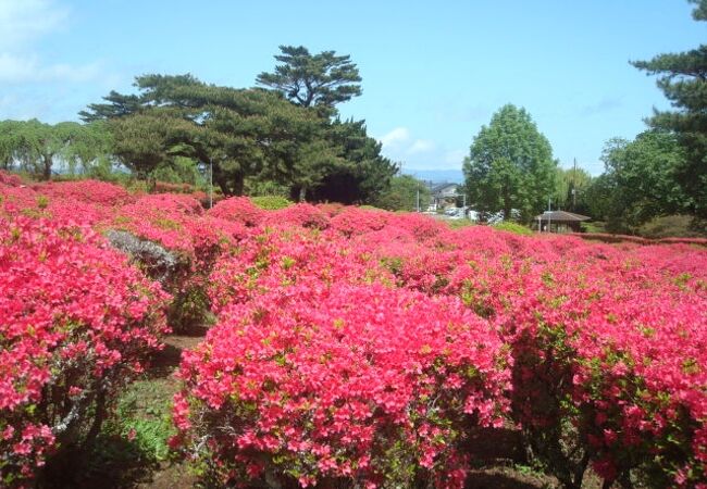 見頃前の小室山公園つつじ祭りに行きました