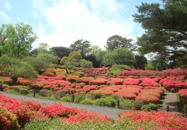 小室山公園つつじ園、きれいでした。