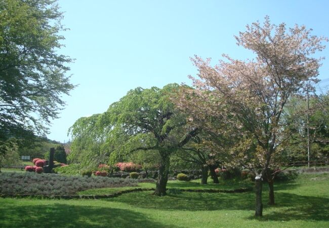 4月下旬のさくらの里で八重桜を見ました