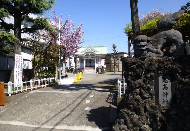 八重桜がきれいでした。