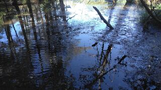岳沢湿原を歩くのもいいものです