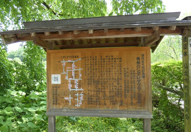 武家屋敷通りに沿った各戸に育った約150本の枝垂桜