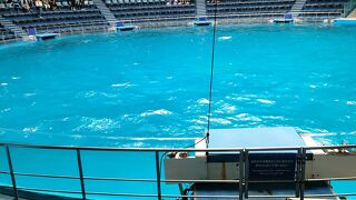 イルカショー面白い