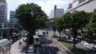 けやきの木が並ぶ仙台駅西口前の大通りでした。