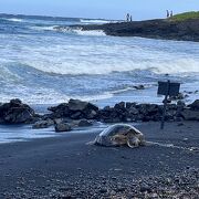 海亀に出会えた