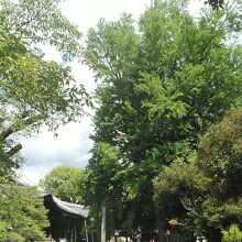 樹齢550年以上の天然記念物の大銀杏