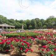 ちょうど季節の薔薇園はすばらしいです