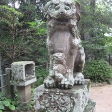 珍しい子供を守る様な狛犬