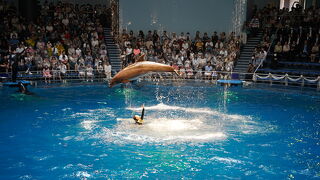 夏の水族館は最高の避暑地！