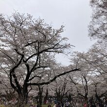 代々木公園の桜です。