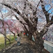 「仙台一高の桜」として地元の人たちに愛されている