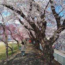 仙台一高の桜