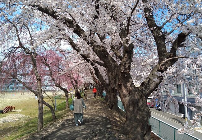 「仙台一高の桜」として地元の人たちに愛されている