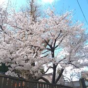 桜の天神さま