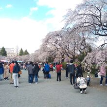 公園の西側の一画が桜の広場になっている