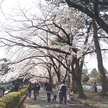 広い公園なので桜の広場以外にも桜が咲いていた