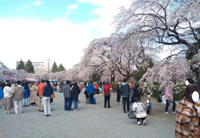 公園の一画が桜の広場に