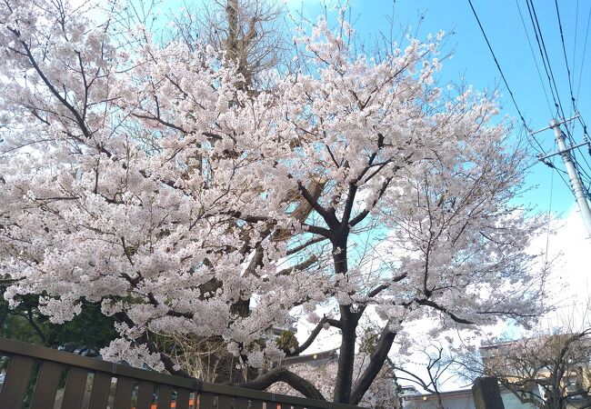 桜の天神さま