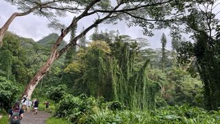 ジャングルのような大自然の中をトレッキング　マノアの滝