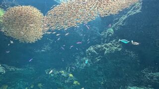 学べる水族館