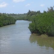 マングローブ林を見ながら遊歩道を散策しました