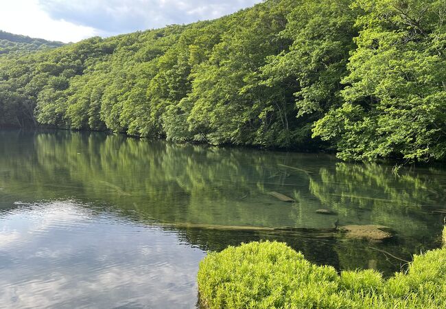 蔦沼の水が綺麗、入口から10分