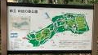 樹木が大きい！