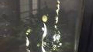 月が綺麗ですね