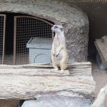 色んな動物がいた