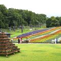 スキー場の広大なゲレンデを花畑に植栽した高原のラベンダー園