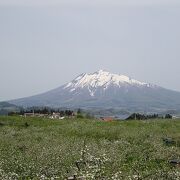 桜の次はりんごで花見