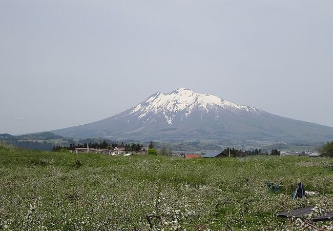 桜の次はりんごで花見