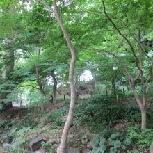 芝公園紅葉谷