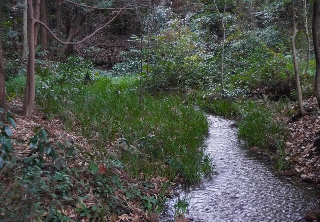 南沢湧水群