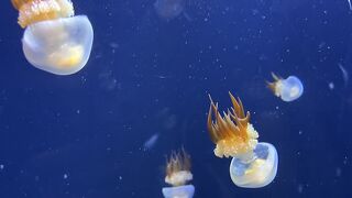 期待したほどではなかった