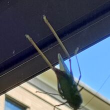 庭がある美術館のため、展示室のガラスにとまっていたバッタ