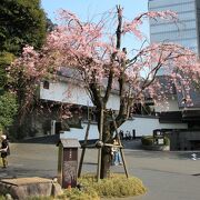 お七の井戸の傍らに紅枝垂桜が咲いていた