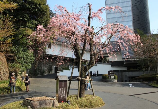 お七の井戸の傍らに紅枝垂桜が咲いていた