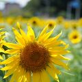 元気な百姓の花畑公園