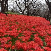 まつりは中止でしたが花は見れました