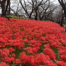 さって曼珠沙華まつり