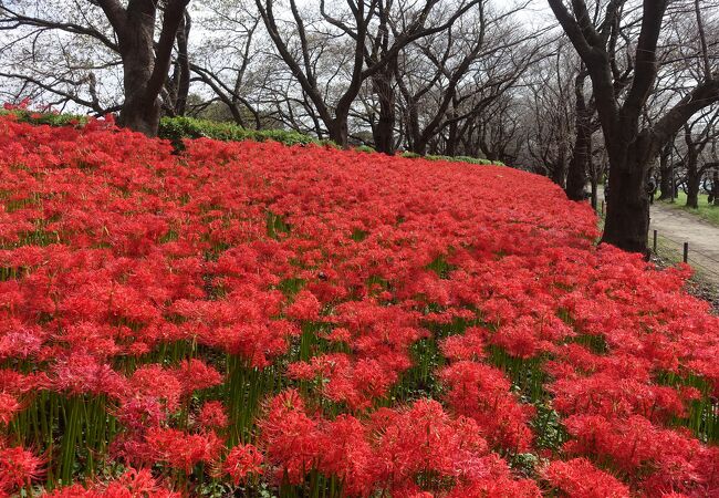 さって曼珠沙華まつり