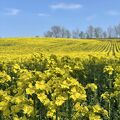 安平町の菜の花畑