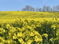 安平町の菜の花畑