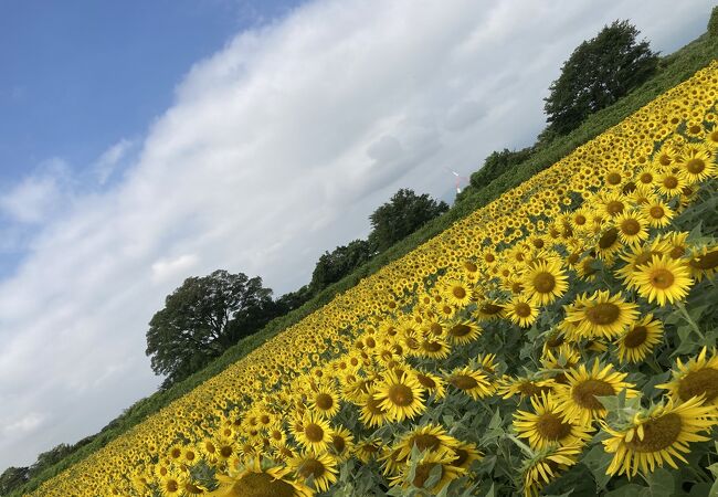 元気を貰えるお花