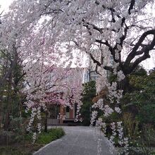 参道を覆うように咲き乱れる桜