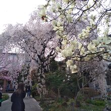 多くの参拝客が静かに花見をしていた